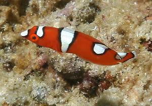 Yellowtail Coris Wrasse - 2-3" juv