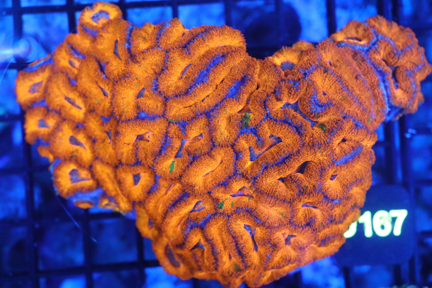 Micromussa Lord Colony (D167)