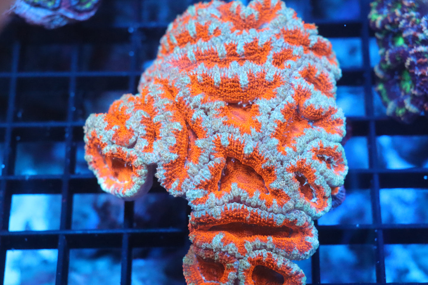 Micromussa Lord Colony (D166)