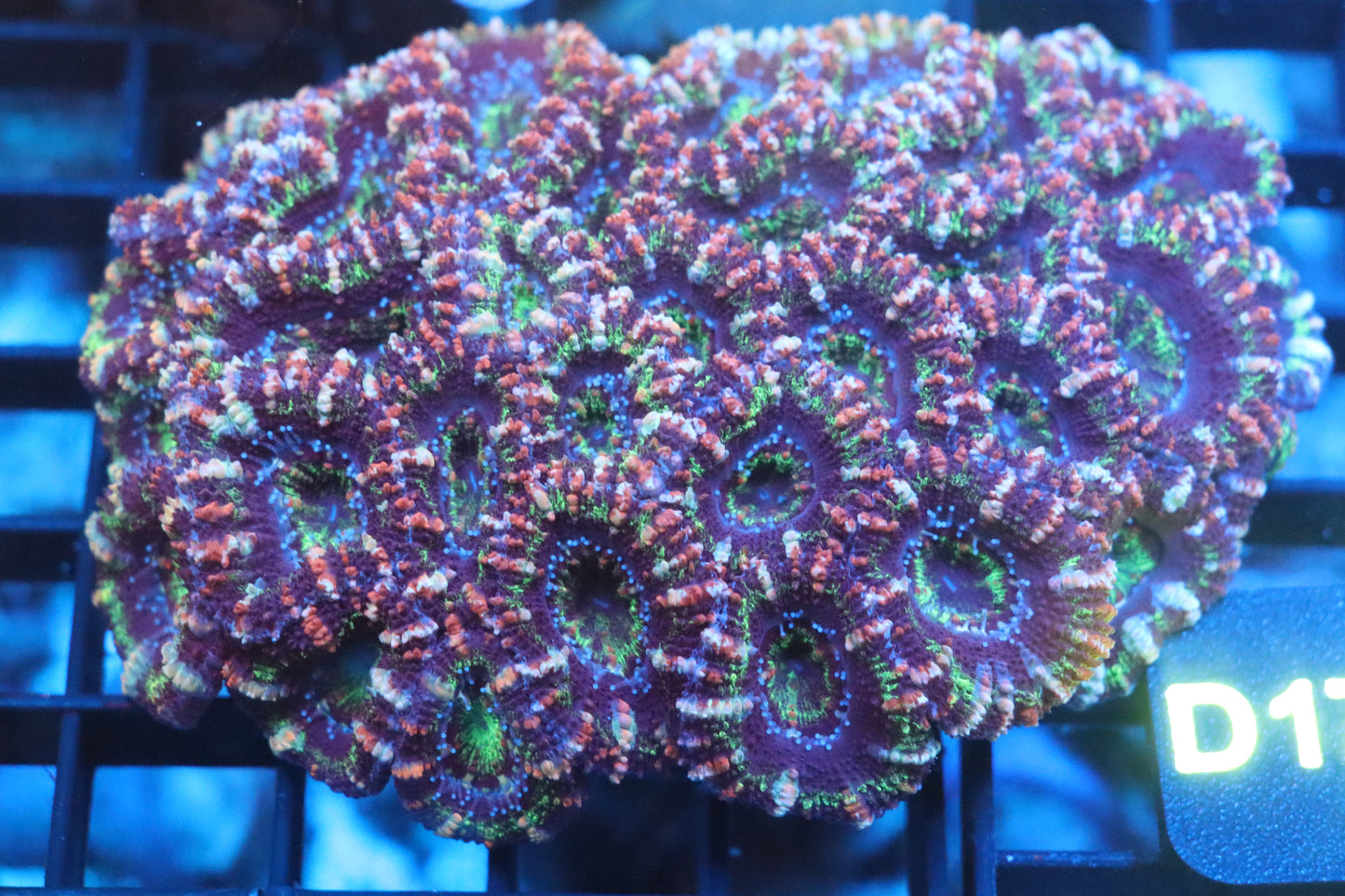 Micromussa Lord Colony (D174)