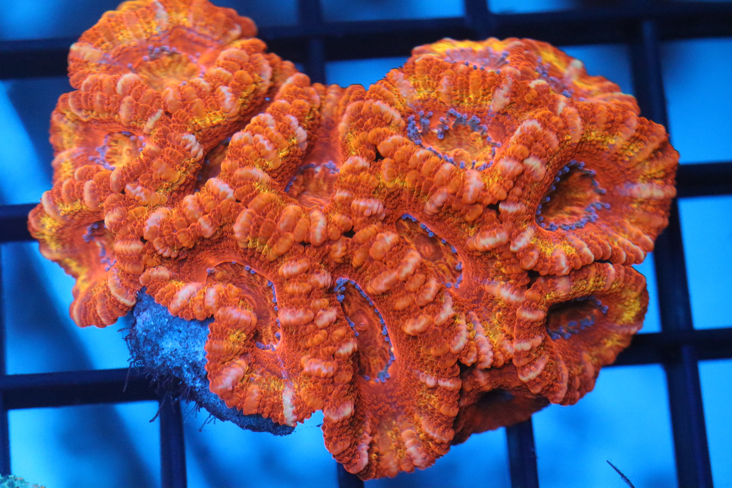 Micromussa Lord Mini Colony (B3)