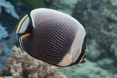 Reticulated Butterfly | Chaetodon reticulatus