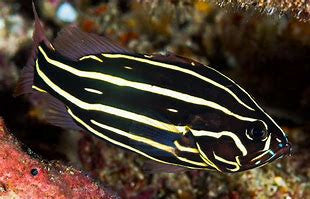 Six Line Soapfish ((Grammistes sexlineatus)