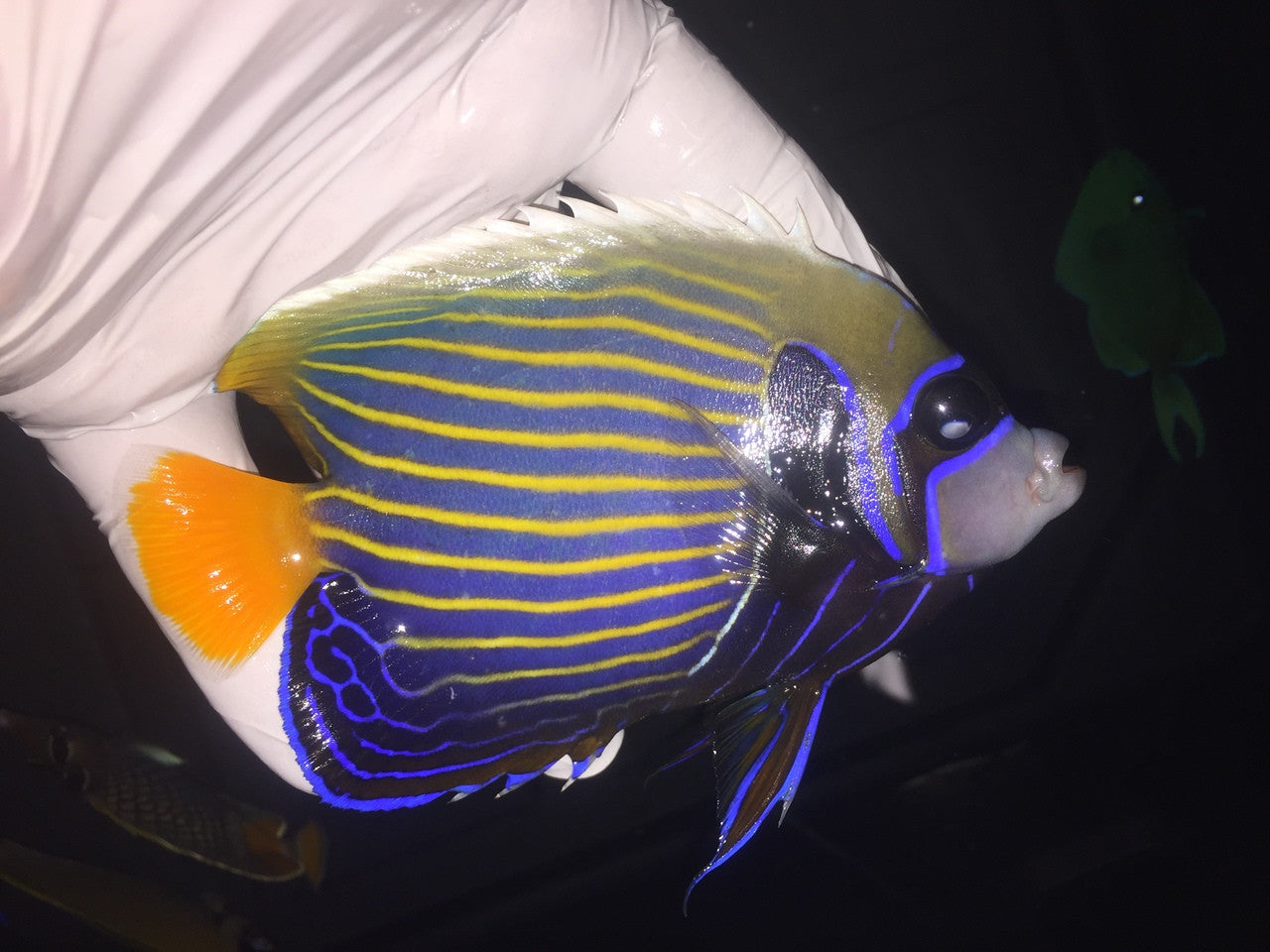 Imperator Angelfish-adult 7