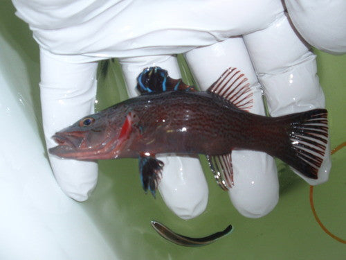 Arrowhead Soapfish