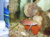 Phillipine Pylei Wrasse