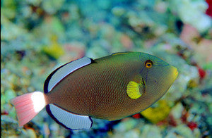 Pink Tail Trigger-4-5”