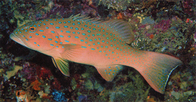 Blue Spotted Coral Grouper | Plectropomus maculatus 5"