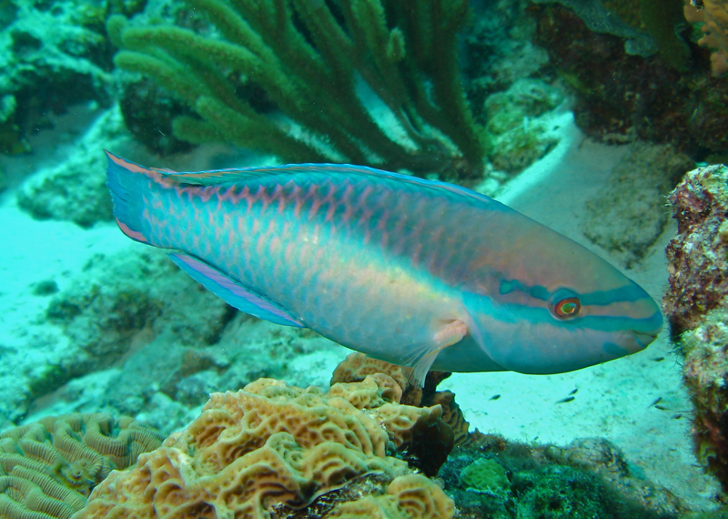 Princess Parrotfish (Scarus taeniopterus) (3-4")