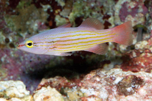 Pinstriped Basslet (Liopropoma susumi)