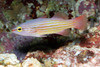 Pinstriped Basslet (Liopropoma susumi)