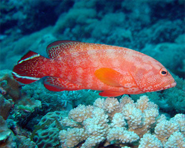 V-Tail Grouper (Cephalopholis urodeta)-4"