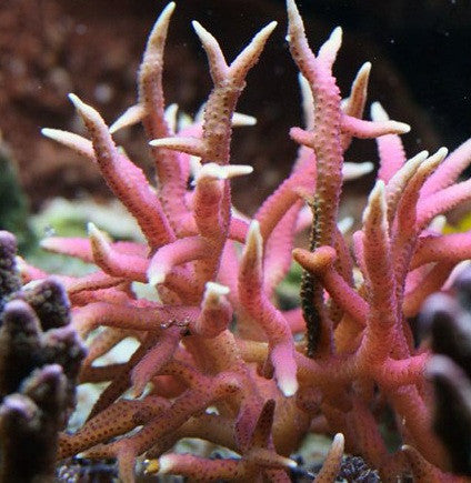 Pink Birdsnest (Seriotopora Hystrix)-2" frag