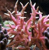 Pink Birdsnest (Seriotopora Hystrix)-2" frag