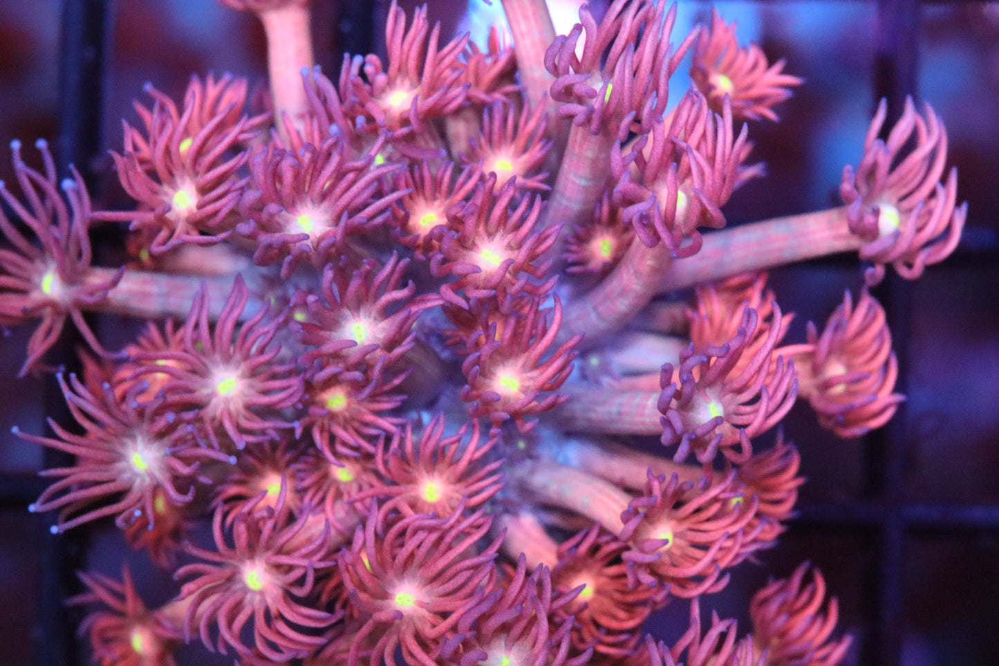 Very Berry Goni (17)