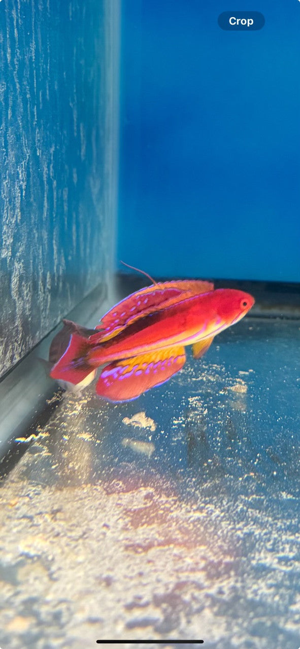 Paracheilinus Attenuatus (3" Super Male) | Diamond Tail Flasher Wrasse