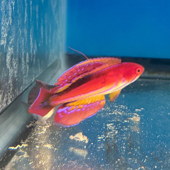 Paracheilinus Attenuatus (3" Male) | Diamond Tail Flasher Wrasse