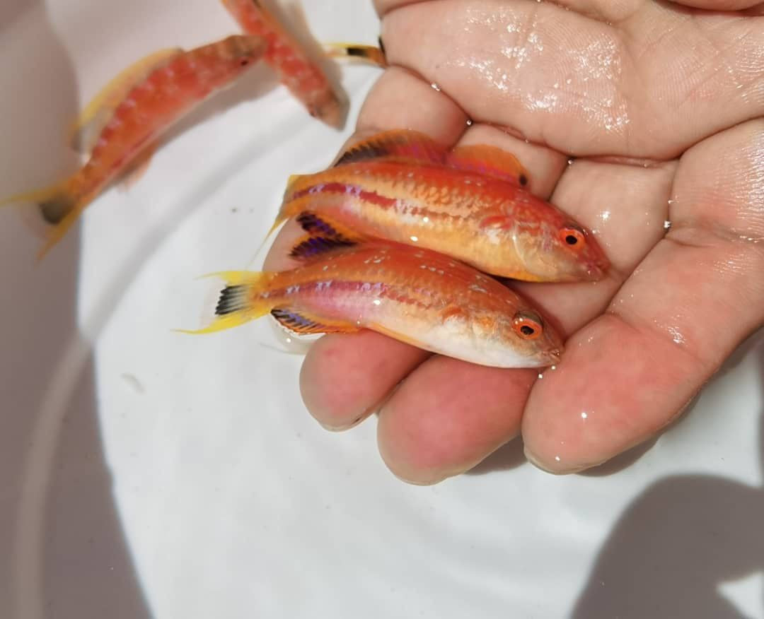 Squires Fairy Wrasse (Cirrhilabrus squirei)-Female