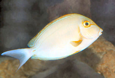 Yellowfin Surgeon-Tahiti (4")