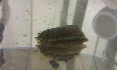Philippine Abalone