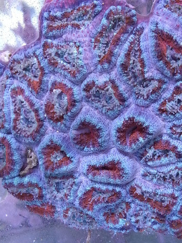 Acan Lord Coral (Acanthastrea Lordhowensis)-Colony 1
