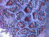 Acan Lord Coral (Acanthastrea Lordhowensis)-Colony 1