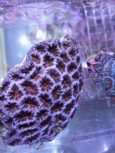 Acan Lord Coral (Acanthastrea Lordhowensis)-Colony 2