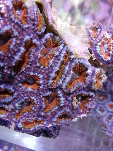 Acan Lord Coral (Acanthastrea Lordhowensis)-Colony 3