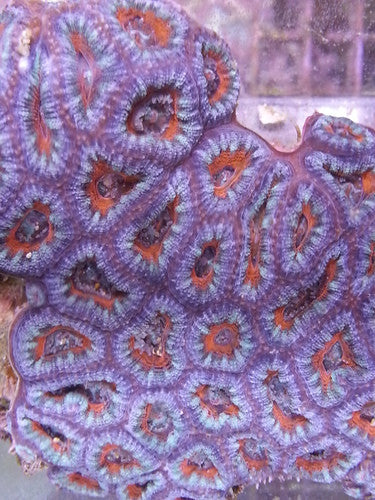 Acan Lord Coral (Acanthastrea Lordhowensis)-Colony 4