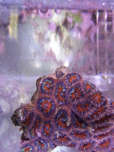 Acan Lord Coral (Acanthastrea Lordhowensis)-Colony 5