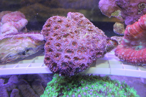 Acan Brain Coral (Acanthastrea Echinata)