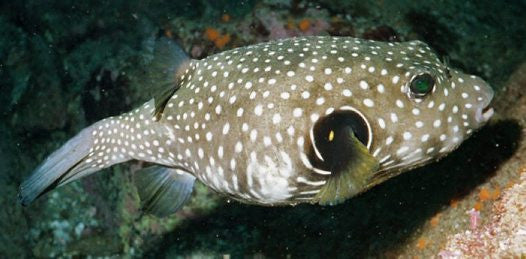 Stars and Stripes Pufferfish 3”