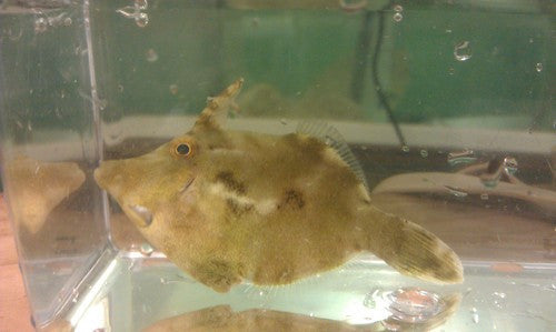 Auction Matted (Aiptasia eating) Filefish-Acreichthys tomentosus
