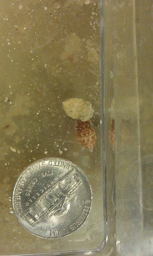 Cuttlefish Baby (1/4")