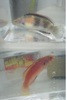 Balteatus (Girdled) Fairy Wrasse-PAIR