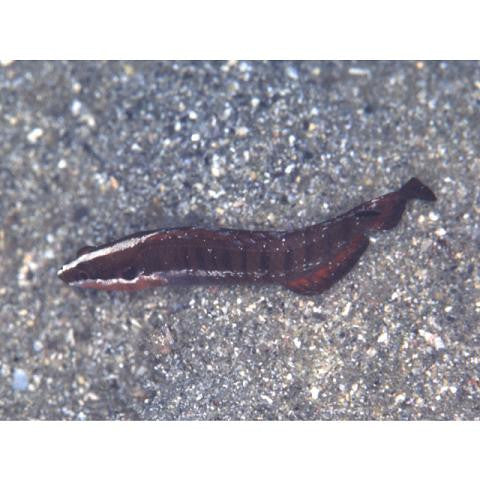 Banded Longfin Basslet
