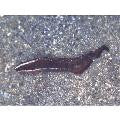 Banded Longfin Basslet
