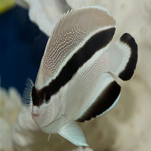 4” Bandit Angelfish (Hawaii)