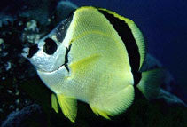 Blacknosed Butterflyfish (Barberfish) 2"