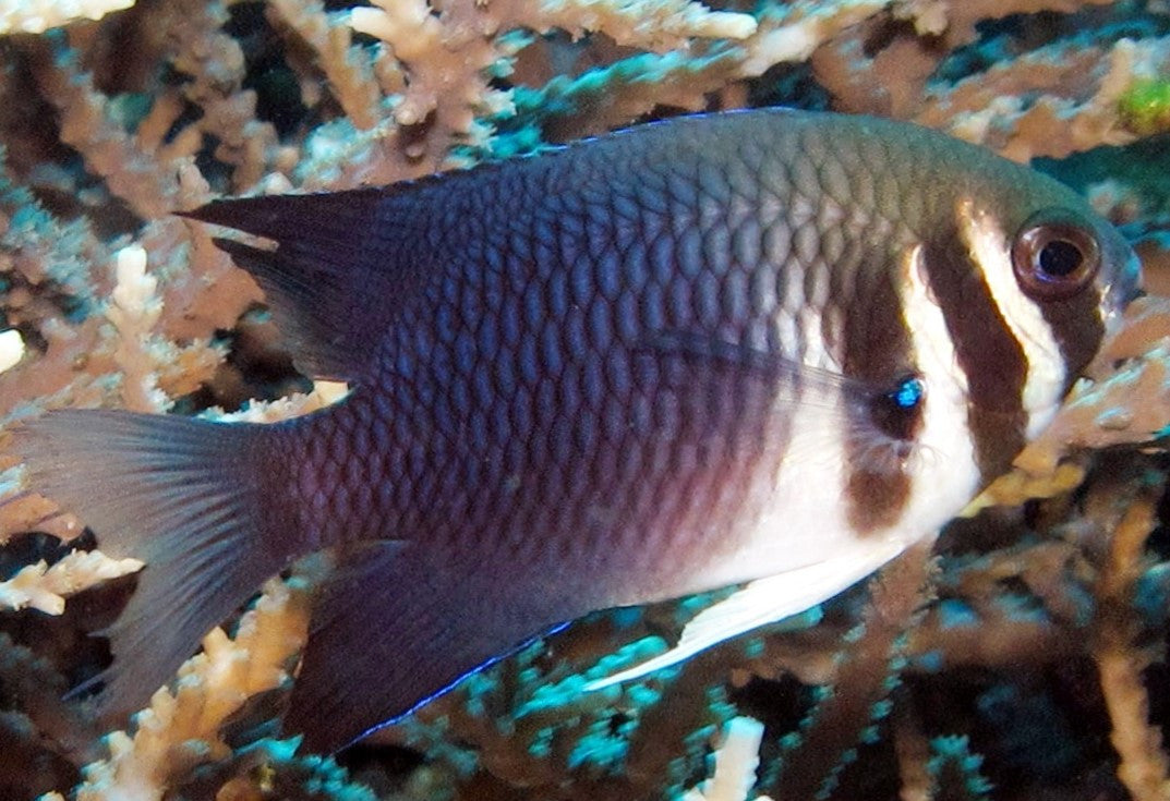 Western Bar Head Damsel | Neoglyphidodon thoracotaeniatus