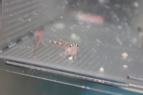 Barnacle Blenny | Acanthemblemaria macrospilus