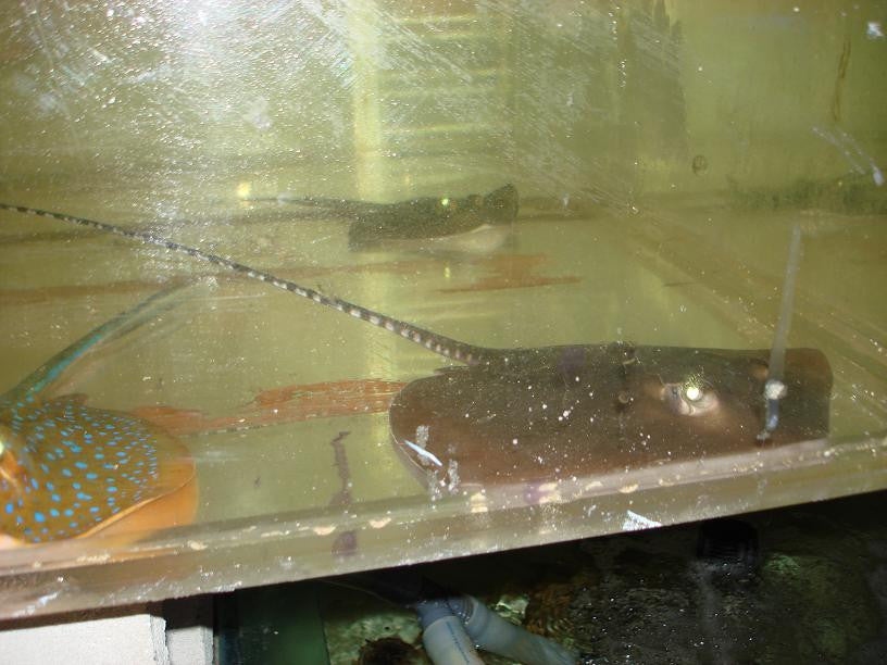 Butterfly Stingray