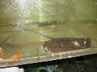 Butterfly Stingray