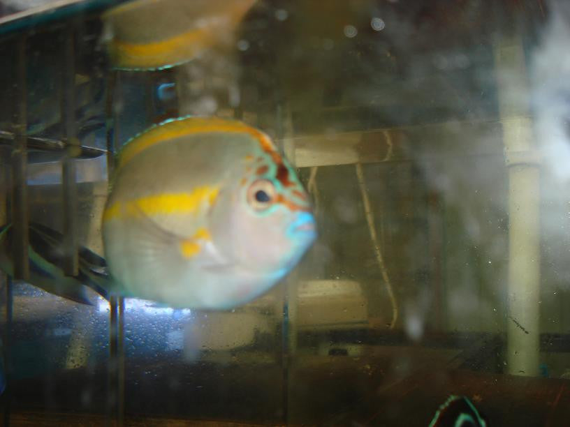 Bellus Angel - Male