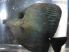 Black Scopas Tang-3-4"