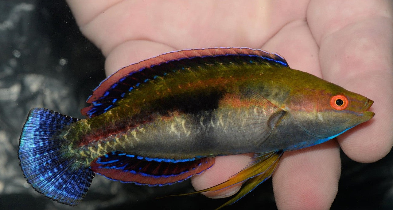 Black Fin Fairy Wrasse - Cirrhilabrus melanomarginatus-XL male
