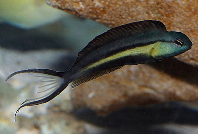 Bundoon Blenny (Meiacanthus bundoon)