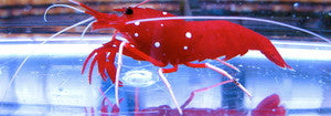 Blood Shrimp (with additional $50 purchase)