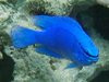 Blue Damsel