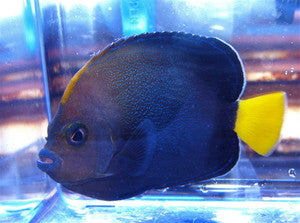 Blue Spotted Angel | Chaetodontoplus caeruleopunctatus (5")